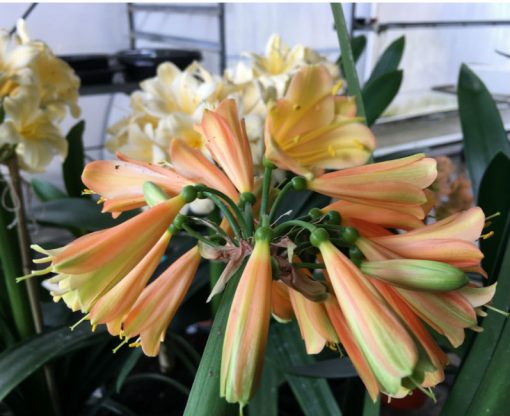 SH206 Clivia Interspecific