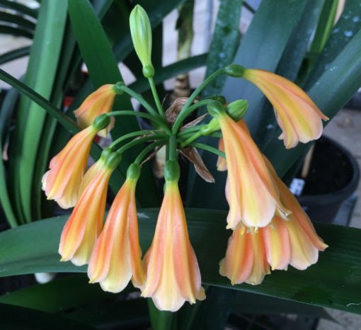 SH206 Clivia Interspecific - Image 2