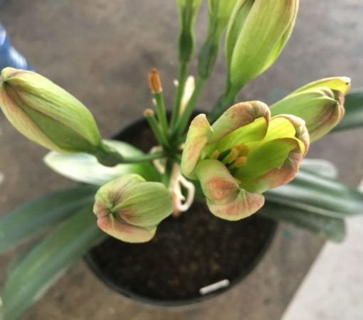 SH208 Clivia Belgium Hybrid with green flowers - Image 2