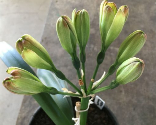 SH208 Clivia Belgium Hybrid with green flowers - Image 3