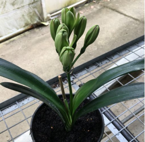 SH208 Clivia Belgium Hybrid with green flowers - Image 4