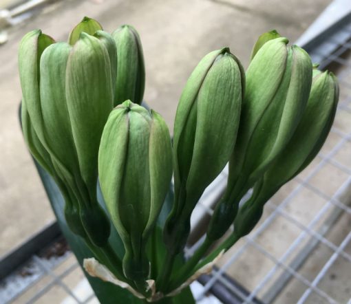 SH208 Clivia Belgium Hybrid with green flowers