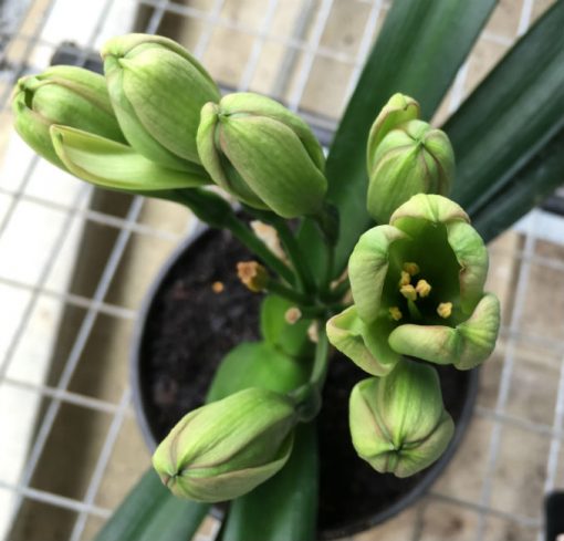 SH208 Clivia Belgium Hybrid with green flowers - Image 5