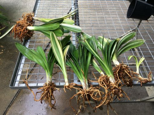 SH209 Variegated Clivia miniata - Image 3