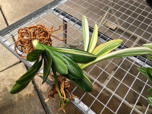 SH209 Variegated Clivia miniata - Image 2