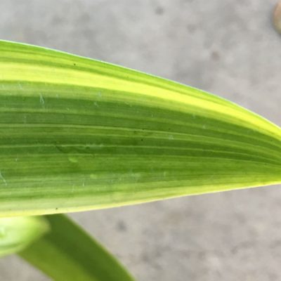 SH210 Variegated Clivia miniata