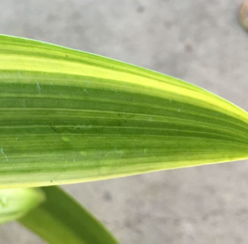 SH210 Variegated Clivia miniata