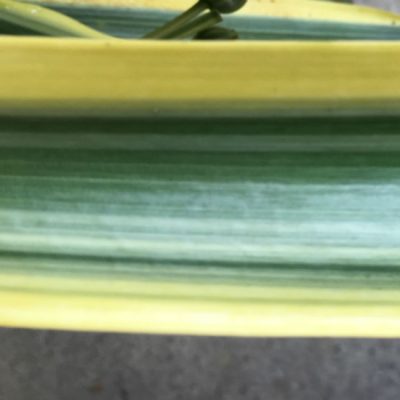 SH211 Variegated Clivia miniata