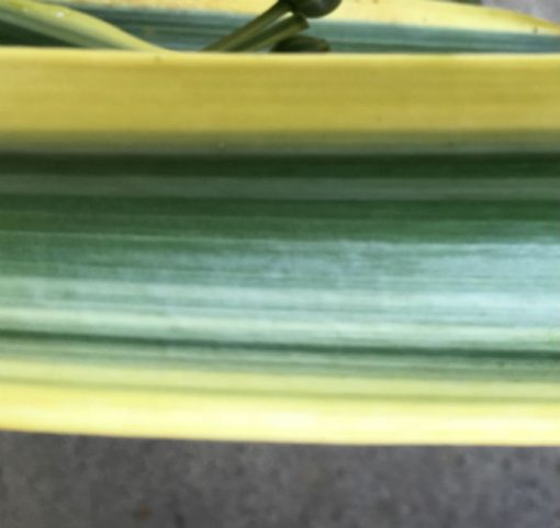SH211 Variegated Clivia miniata