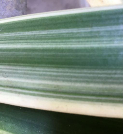 SH213 Variegated Japanese miniata
