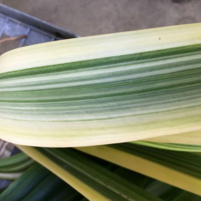 SH214 Japanese Variegated miniata