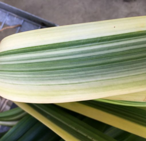 SH214 Japanese Variegated miniata