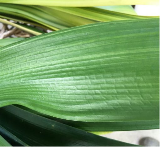 SH214 Japanese Variegated miniata - Image 2