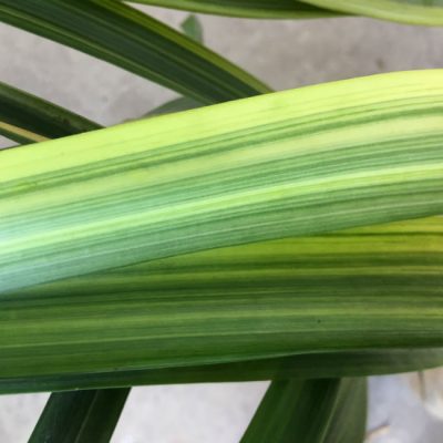 SH215 Variegated Japanese miniata