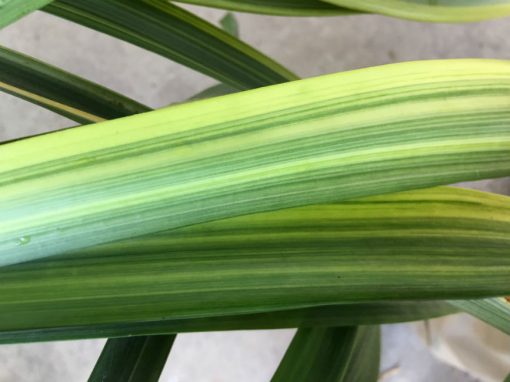 SH215 Variegated Japanese miniata