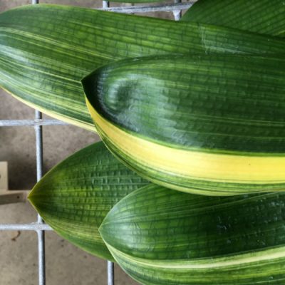 SH216 Yoshi Nakamura Japanese Broad Leaf