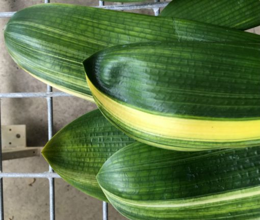 SH216 Yoshi Nakamura Japanese Broad Leaf