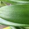 SH217 Clivia Belgium Hybrid