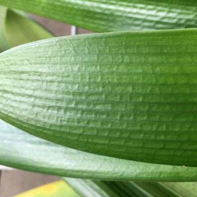 SH217 Clivia Belgium Hybrid