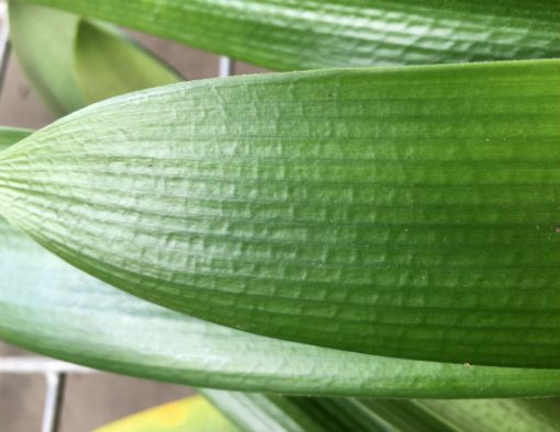 SH217 Clivia Belgium Hybrid