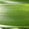 SH217 Clivia Belgium Hybrid - Image 2