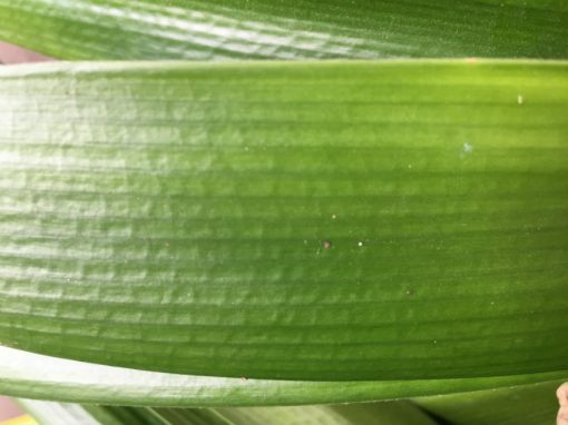 SH217 Clivia Belgium Hybrid - Image 2