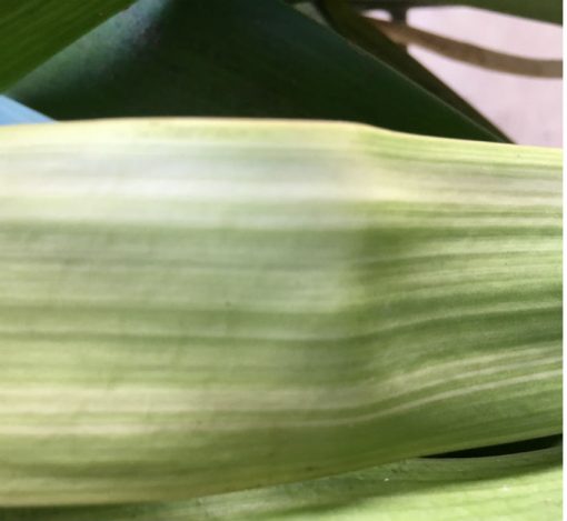 SH218 Variegated Clivia miniata - Image 2