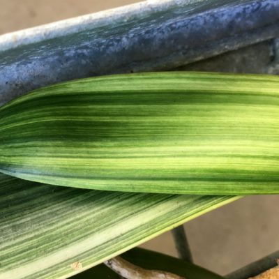 SH218 Variegated Clivia miniata