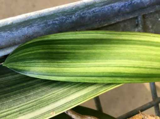 SH218 Variegated Clivia miniata