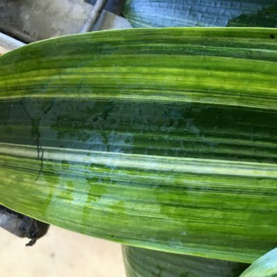 SH219 Variegated Anshan Daruma