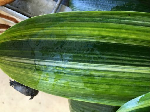 SH219 Variegated Anshan Daruma