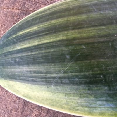 SH221 Variegated Anshan Daruma