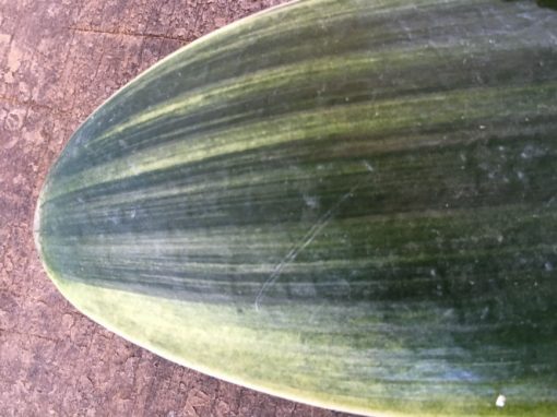 SH221 Variegated Anshan Daruma