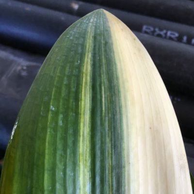 SH225 Variegated Anshan Daruma