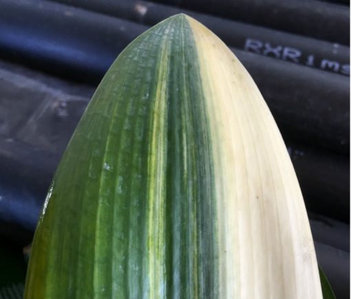 SH225 Variegated Anshan Daruma