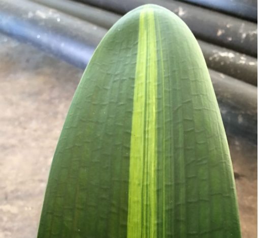 SH225 Variegated Anshan Daruma - Image 2