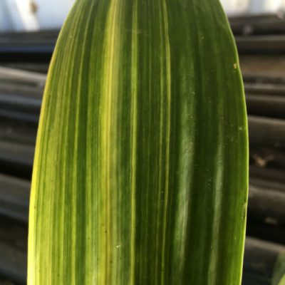 SH 226 Variegated Anshan Daruma