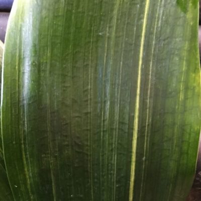 SH228 Variegated Anshan Daruma