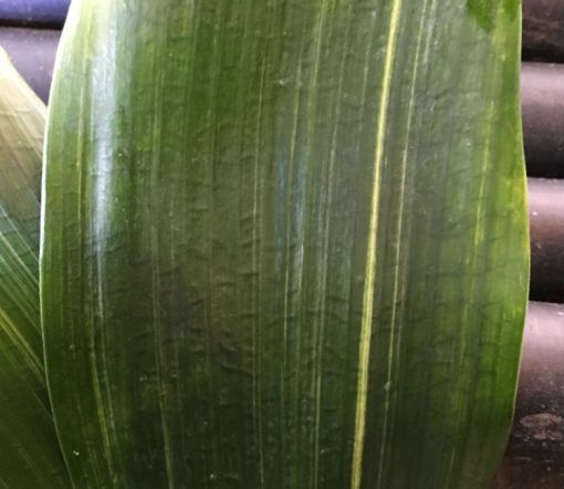 SH228 Variegated Anshan Daruma