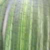 SH229 Variegated Anshan Daruma