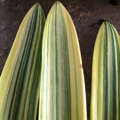 SH231 Variegated Clivia miniata