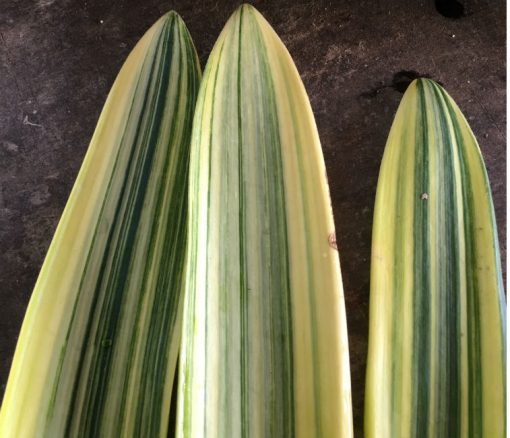 SH231 Variegated Clivia miniata