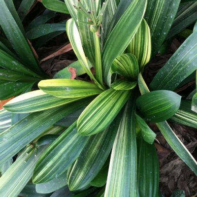 SH209 Variegated Clivia miniata