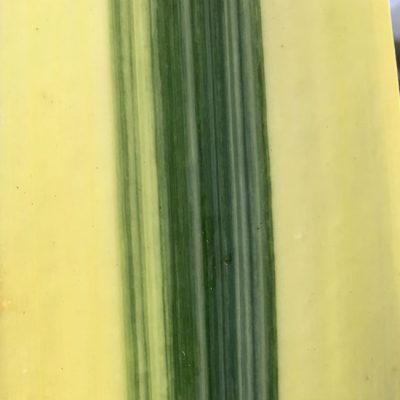 SH252 Variegated Anshan Daruma