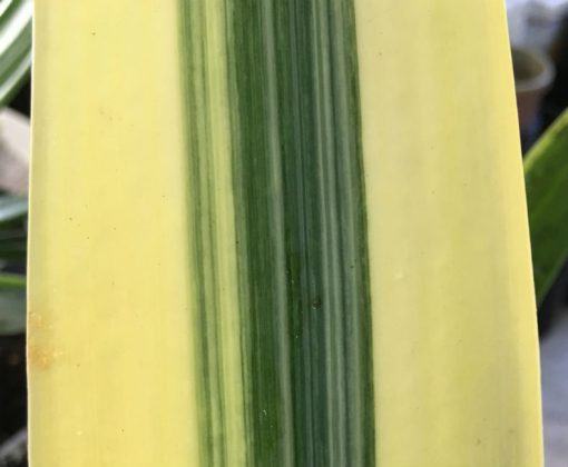 SH252 Variegated Anshan Daruma