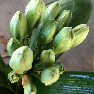 SH253 Belgium Hybrid