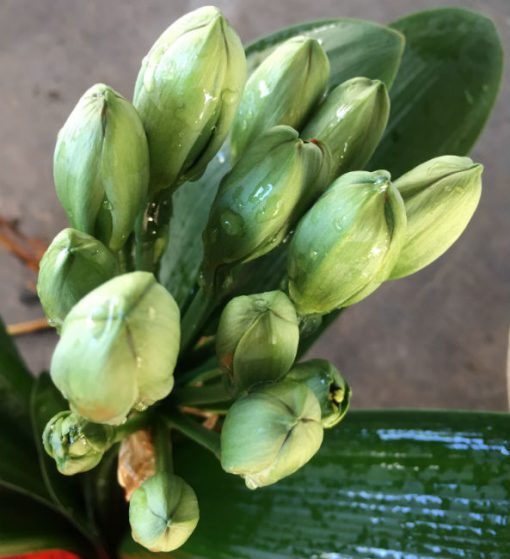 SH253 Belgium Hybrid