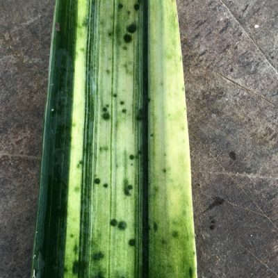 SH254 Variegated Anshan Daruma
