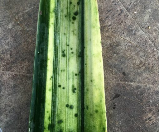 SH254 Variegated Anshan Daruma