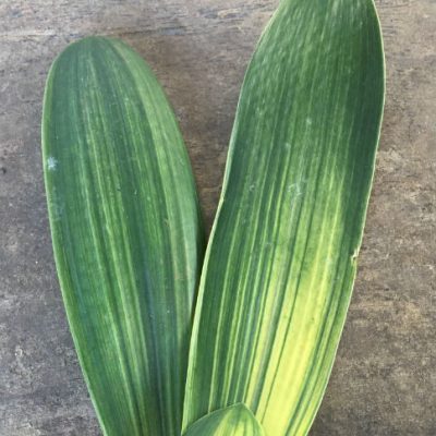 SH255 Variegated Anshan Daruma